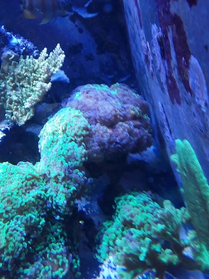 Euphyllia paarancora 
