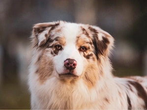 2 Australian Shepherd Hündinnen   Black Tri   mit Ahnentaf