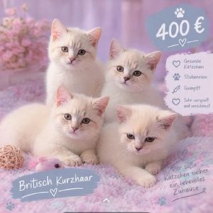 BKH Nur heute 400.00 Silverschadet,  Bluepoint 