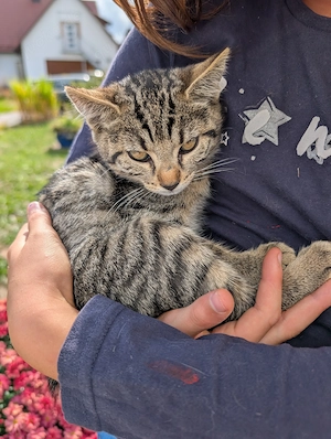 Katzenbabys zu verkaufen 