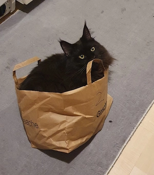 katze maine coon 