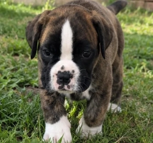 Boxerwelpe sucht Zuhause 