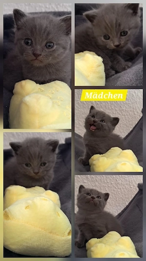 BKH Kitten 