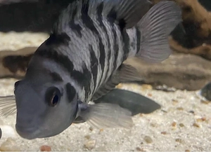 Zebra Barsch 15stück quarium wir das