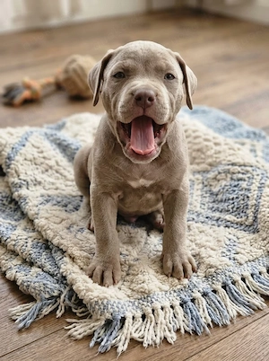 Super schöne American Bully XL Welpen.