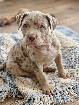 Super schöne American Bully XL Welpen.