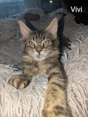 2 sehr typvolle Maine Coon Mädels Kitten 