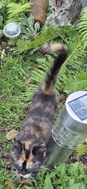 Süße Katzen
