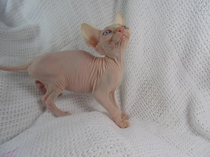 Bezauberndes Sphynx Kitten (Kanadische Don Sphynx) abgabebereit!