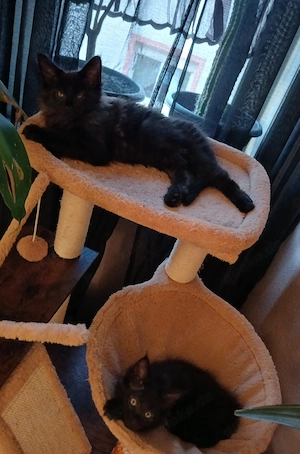 Noch 2 xxl maine coon weibchen black smoke abholbereit 