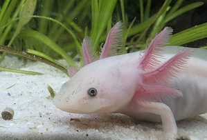 Axolotl Jungtiere suchen neues Zuhause 