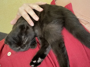 Kitte folt sucht verantwortungsvolles zuhause