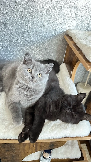 Reinrassige BKH-Kitten - kleine Traumkätzchen suchen ihr Zuhause