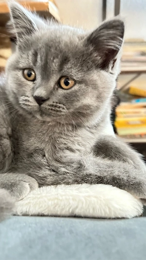 Reinrassige BKH-Kitten - kleine Traumkätzchen suchen ihr Zuhause