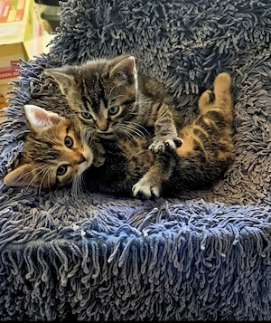 Mischlingskätzchen 2 Jungs 