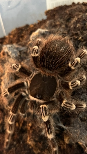 Adulte Weißknievogelspinne 0.0.1 geniculata 