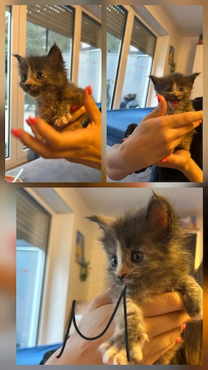 4 hübsche gesunde Maine Coon Kitten suchen ab Mitte Dezember ein liebevolles Zuhause 
