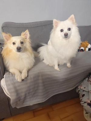 Klein Spitz