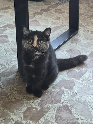 britisch Kurzhaar katze 