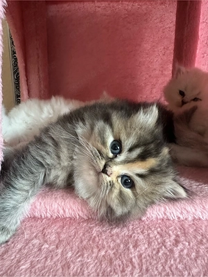 blh-kitten suchen ein neues zuhause