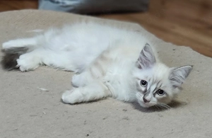 Norweger-Ragdoll Edelmix kitten