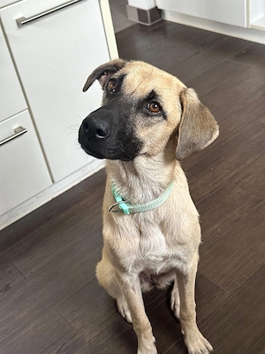 Chance ( 1Jahr   50cm) wünscht sich ihre  Menschen