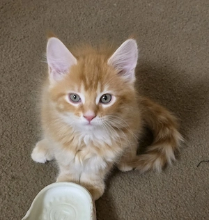 Maine Coon Kitten ohne Stammbaum 
