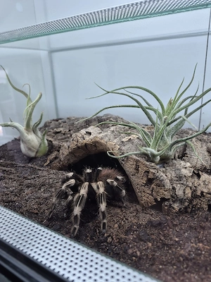 Diverse Vogelspinnen Mädels