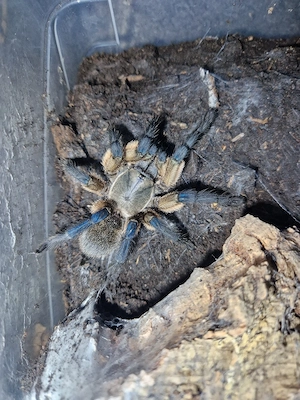 Vogelspinnen Monocentropus balfouri 0.16
