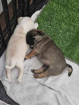 Mops Welpe sucht sein neues Zuhause