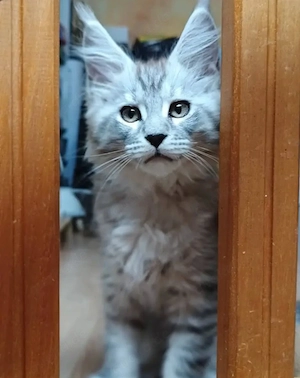  Traumhafte Maine-Coon-Kätzchen bereit für ihre neue Familie.  