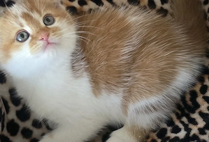 BKH Mix Kitten auszugsbereit