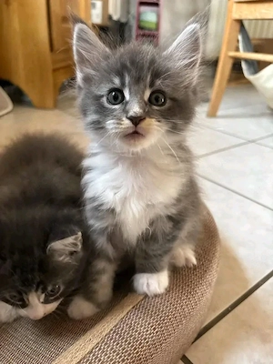 Traumhafte Maine-Coon-Kätzchen bereit für ihre neue Familie.  