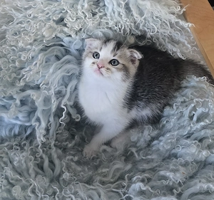 BKH Mix Kitten auszugsbereit