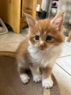  Traumhafte Maine-Coon-Kätzchen bereit für ihre neue Familie.  