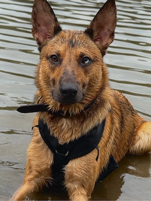 Loki verdient eine Chance anzukommen!