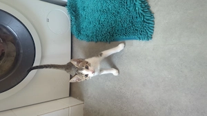 Katzenbabys ab sofort abzugeben