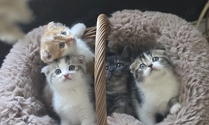 Zuckersüsse BKH Mix Kitten auszugsbereit, nur noch 3