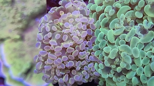 Meerwasser Aquarium Korallen Ableger LPS Euphyllia Hologramm 