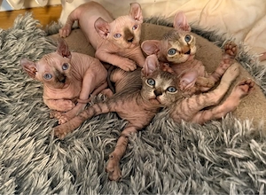 Sphynx und Sphynx Elf Kitten 