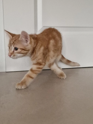 Katzenbabys zu verkaufen 