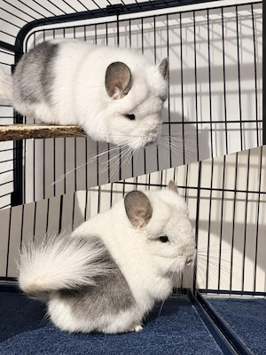 Chinchilla Weibchen sucht neues Zuhause 