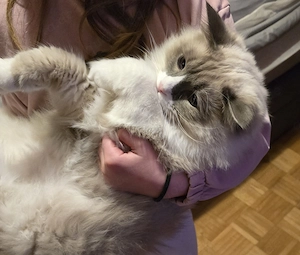 Wunderschöner Ragdoll-Jungkater (9 Monate)  Blaue Augen | Kastriert | Premium-Zubehör