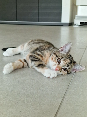 Katzenbabys zu verkaufen 
