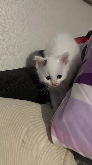 die zwei mäuse suchen wieder 
