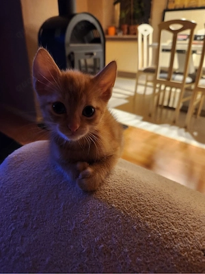 babykatzen