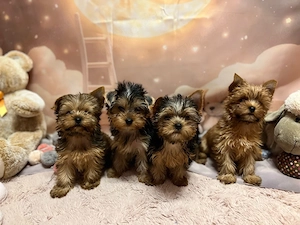 Yorkshire Terrier mini 