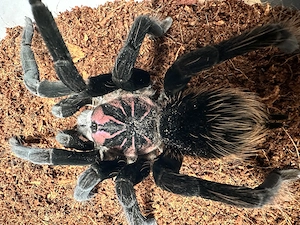 Xenesthis sp bright 0.1
