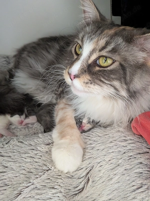 Liebevolle, intelligente Maine-Coon-Katze abzugeben   