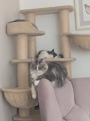 Liebevolle, intelligente Maine-Coon-Katze abzugeben   